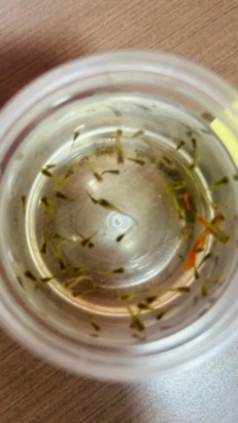 JSS Ayurveda College, world-malaria-day-2026